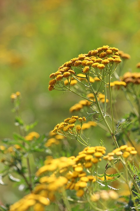 inheemse tuinplanten kwekerij